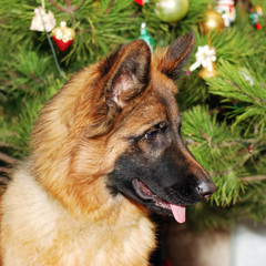 Young German Shepherd Dog in front of Christmas tree