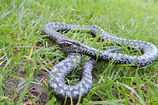 A common viper