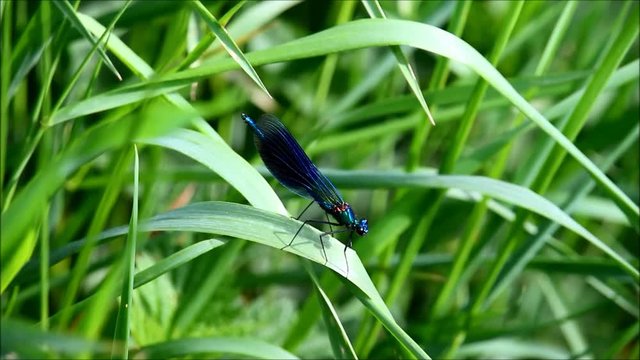 Libelle in HD