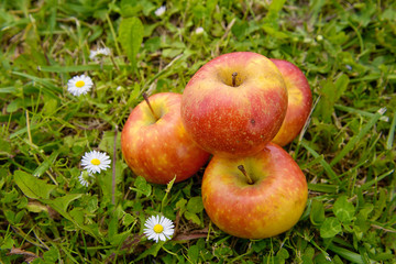  apples in the grass with daisies