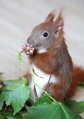 junges Eichhörnchen
