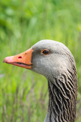 Portrait greylag goose (Anser anser), close up
