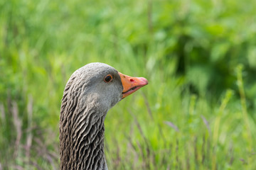 Portrait greylag goose (Anser anser), close up