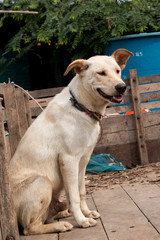 Dog sitting waiting for the boss