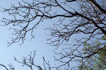 Dried nature tree branch