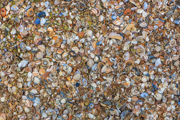 Shells on the beach