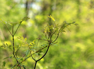 Branches with green leaves