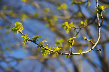 Oak tree branch with buds and young leaves at springtime