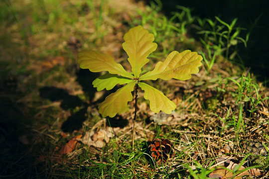 Young oak tree in the forest at springtime