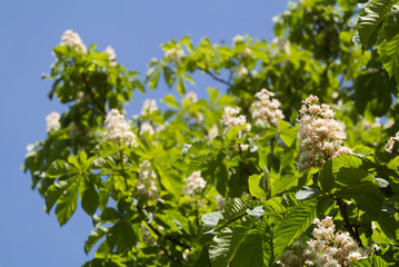 Rosskastanie Blüten Aesculus hippocastanum