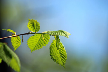 Green leaves