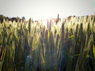 Campo di grano in controluce
