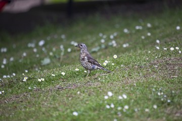 Mistle Thrush (Turdus viscivorus)