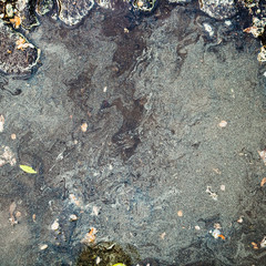 many birch pollen on surface of puddle in spring