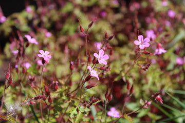 Pink wild flowers in bloom
