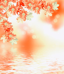 Fototapeta premium Autumn foliage. Golden Autumn. flowers chrysanthemum