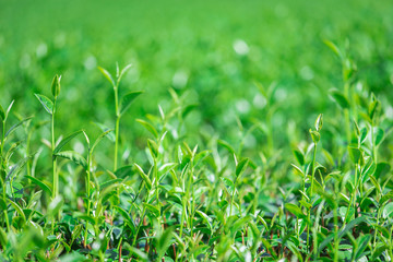 Green tea plantations