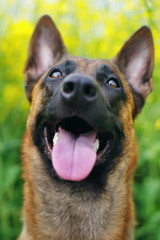The portrait of a happy Belgian Shepherd dog Malinois at spring background 