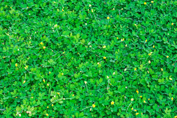 Nature background of Green leave and yellow flower