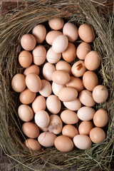 chicken eggs in a nest
