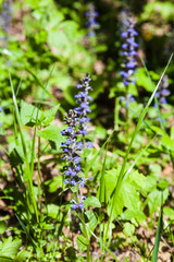 blue flowering of Pulmonaria (lungwort) in spring