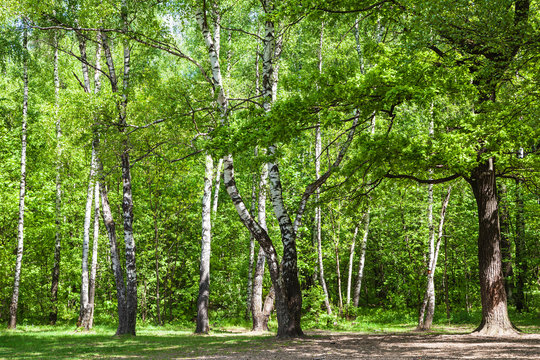 Fototapeta clearing in green oak and birch grove in sunny day