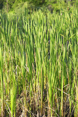 Scenic landscape Ontario Wetlands