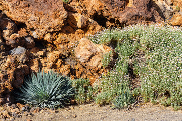 Naklejka na ściany i meble Dry bush growing in the caldera of a El Teide volcano, Tenerife, Spain