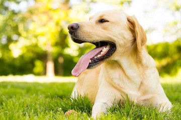 Yellow Labrador dog in the park