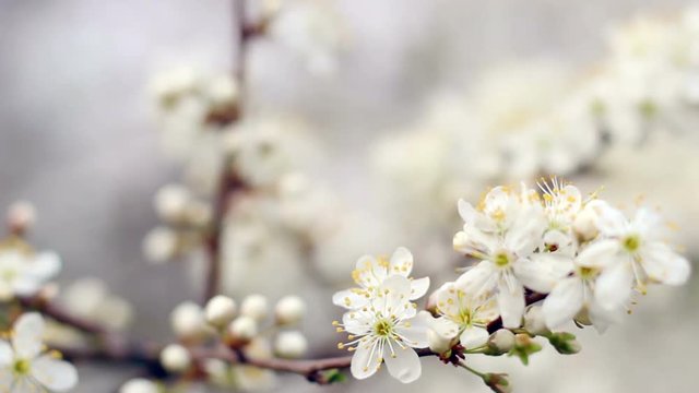 Spring background. Cherry blossom in bright sunlight. White flowers on branch of cherry tree. Closeup. Cherry tree blossom. Blossoming flowers in spring. Cherry tree branch. Cherry blooming in spring