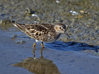 Least Sandpiper in Marsh