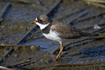 Semipalmated Plover in Marsh