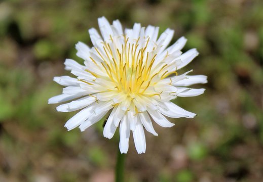 White flowered Japanese dandelion