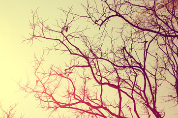 Autumn tree branch background.