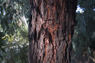 Plants in a park in Barcelona. Eucalyptus sideroxylon