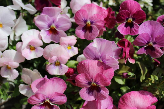 Fototapeta Pansy flowers