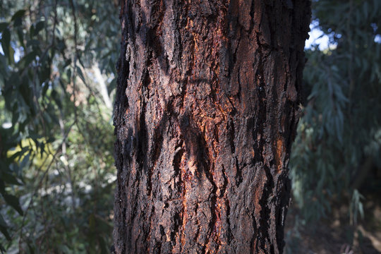 Plants in a park in Barcelona. Eucalyptus sideroxylon