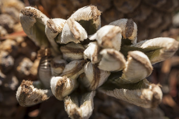 Plants in a park in Barcelona. Natal Cycad. Encephalartos natalensis