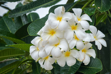 White frangipani or white plumeria flowers on tree