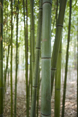 Naklejka premium Plants in a park in Barcelona. Bamboos