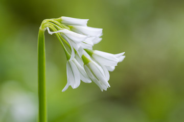 Three-cornered garlic (Allium triquetrum) in flower from side. Drooping, bell-shaped flowers of plant in the family Amaryllidaceae, seen in profile