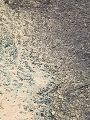 many birch pollen on ground in spring