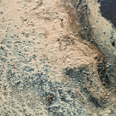 birch pollen on wet ground after rain