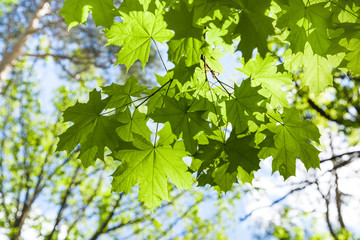 maple tree twig with green leaves and blue sky - obrazy, fototapety, plakaty