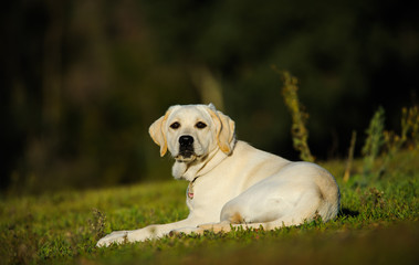 Yellow Labrador Retriever puppy lying in rugged grass field