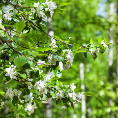 white blossoms of cherry in green spring forest