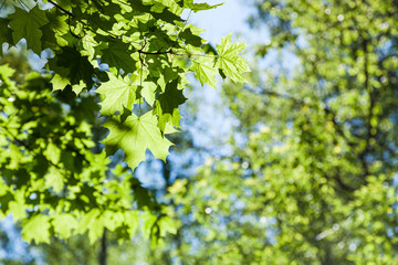 Fototapeta premium maple tree leaves close up and green woods