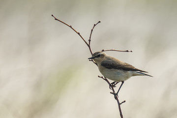 Northern wheatear (Oenanthe oenanthe)