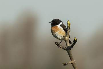 Stonechat, Saxicola rubicola, perching