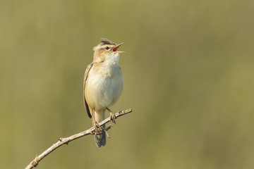 Sedge Warbler, Acrocephalus schoenobaenus, singing